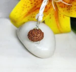8 Mukhi Rudraksha