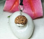 8 Mukhi Rudraksha
