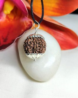 8 Mukhi Rudraksha