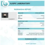 8 Mukhi Certificate