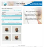8 Mukhi Certificate