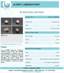 8 Mukhi Certificate