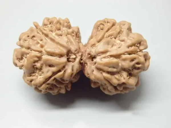 8 Mukhi Gaurishankar Rudraksha