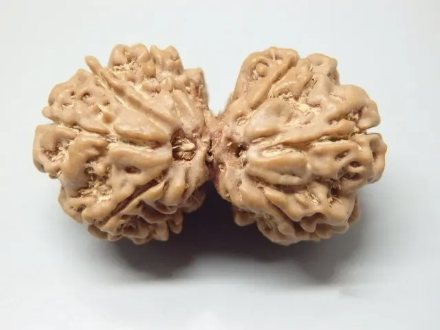 8 Mukhi Gaurishankar Rudraksha