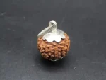 8 Mukhi Rudraksha