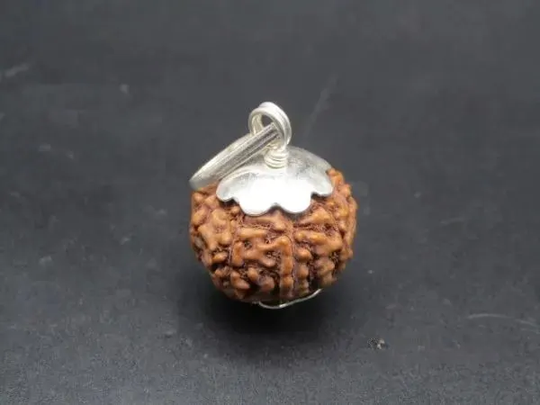 8 Mukhi Rudraksha