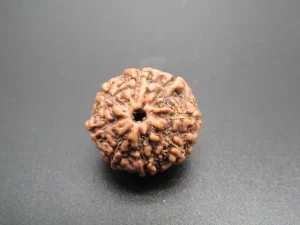 8 Mukhi Rudraksha