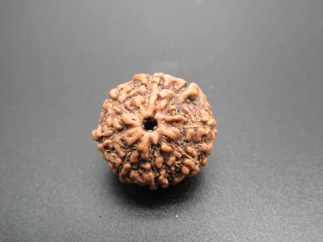 8 Mukhi Rudraksha