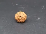 8 Mukhi Rudraksha