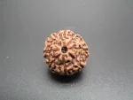 8 Mukhi Rudraksha
