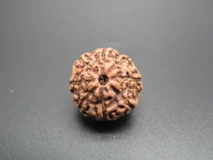 8 Mukhi Rudraksha