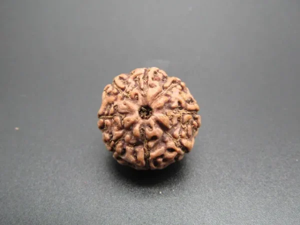 8 Mukhi Rudraksha