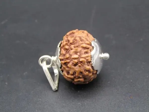 8 Mukhi Rudraksha