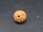 8 Mukhi Rudraksha