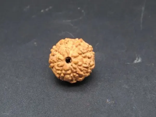 8 Mukhi Rudraksha