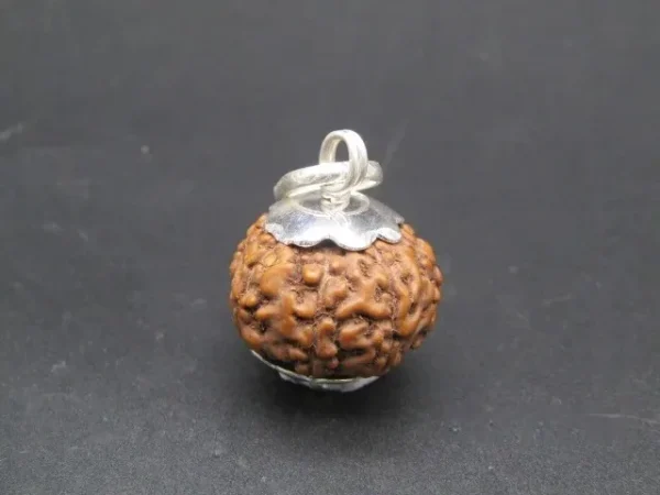 8 Mukhi Rudraksha