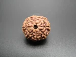 8 Mukhi Rudraksha