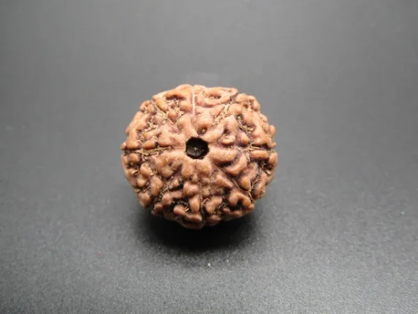 8 Mukhi Rudraksha