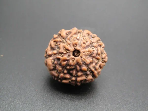 8 Mukhi Rudraksha