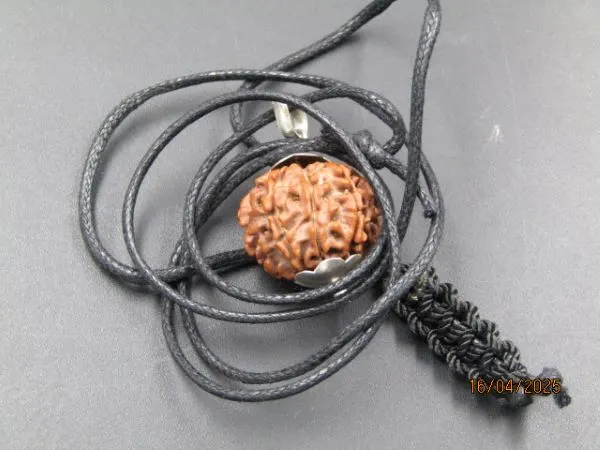 8 Mukhi Rudraksha