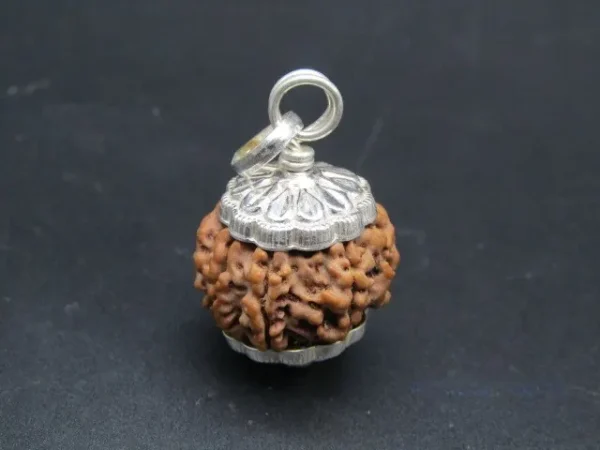 8 Mukhi Rudraksha