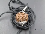 8 Mukhi Rudraksha