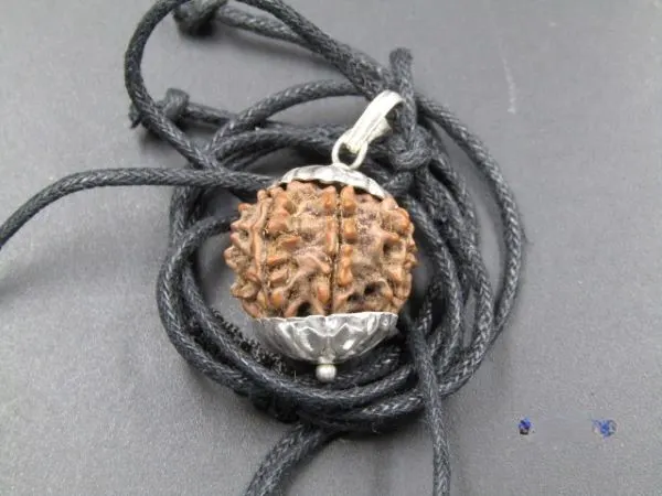 8 Mukhi Rudraksha