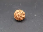 8 Mukhi Rudraksha
