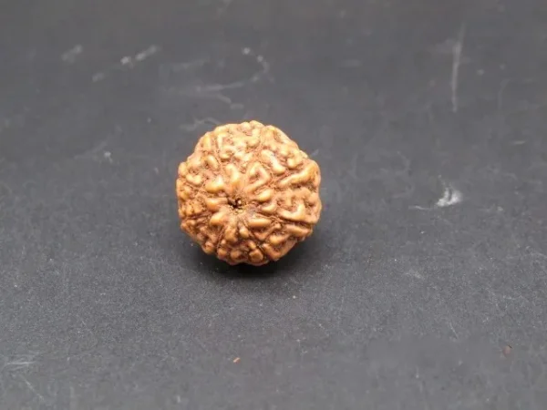 8 Mukhi Rudraksha