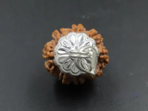 8 Mukhi Rudraksha