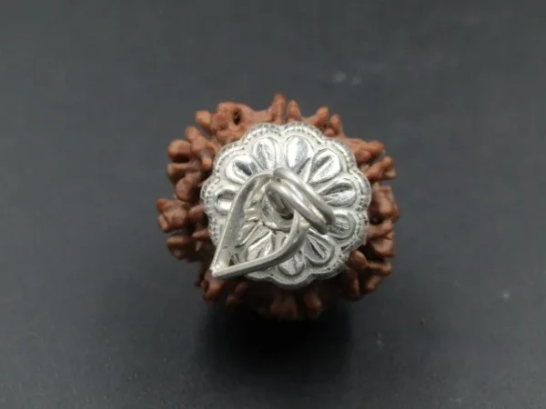 8 Mukhi Rudraksha