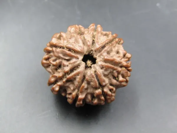 8 Mukhi Rudraksha