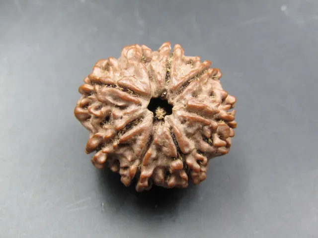 8 Mukhi Rudraksha