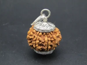 8 Mukhi Rudraksha
