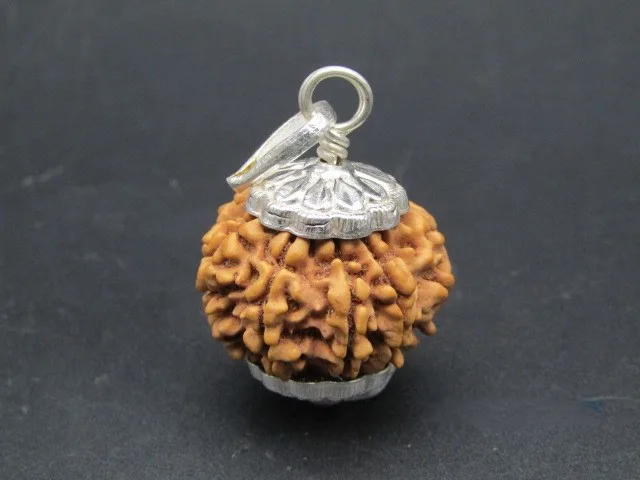 8 Mukhi Rudraksha