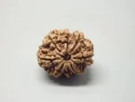 8 Mukhi Rudraksha