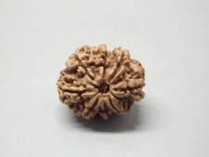 8 Mukhi Rudraksha
