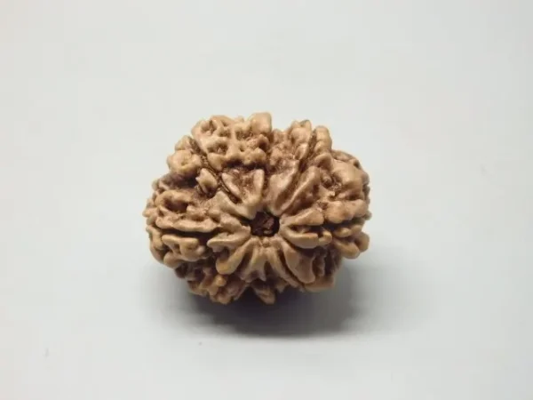 8 Mukhi Rudraksha