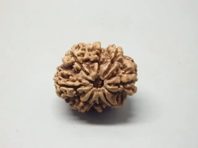 8 Mukhi Rudraksha