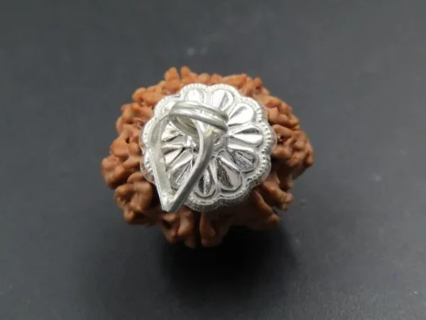 8 Mukhi Rudraksha