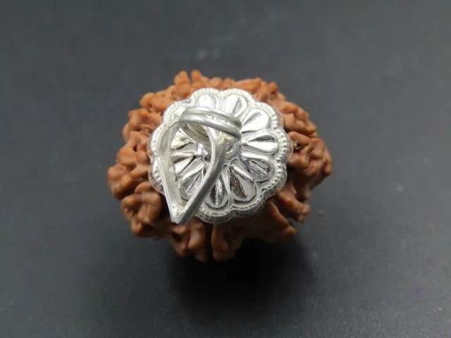 8 Mukhi Rudraksha