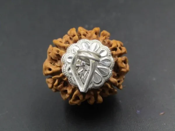 8 Mukhi Rudraksha