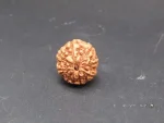 8 Mukhi Rudraksha