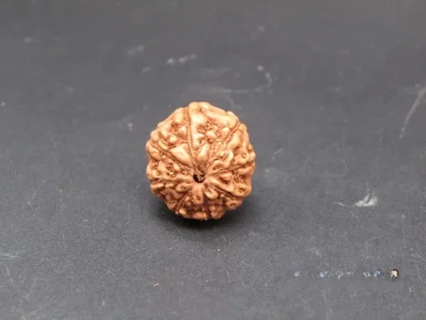 8 Mukhi Rudraksha