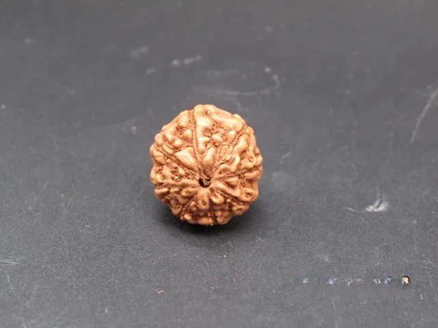 8 Mukhi Rudraksha