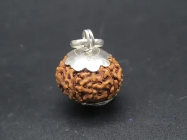 8 Mukhi Rudraksha