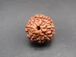 8 Mukhi Rudraksha