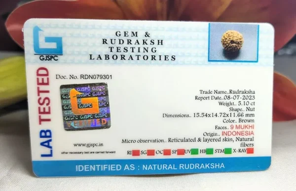 9 Mukhi Certificate