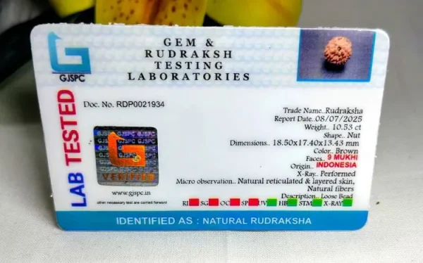 9 Mukhi Certificate