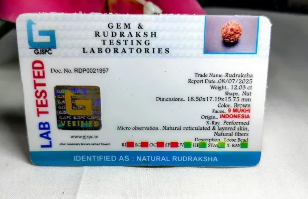 9 Mukhi Certificate